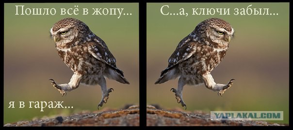Совы