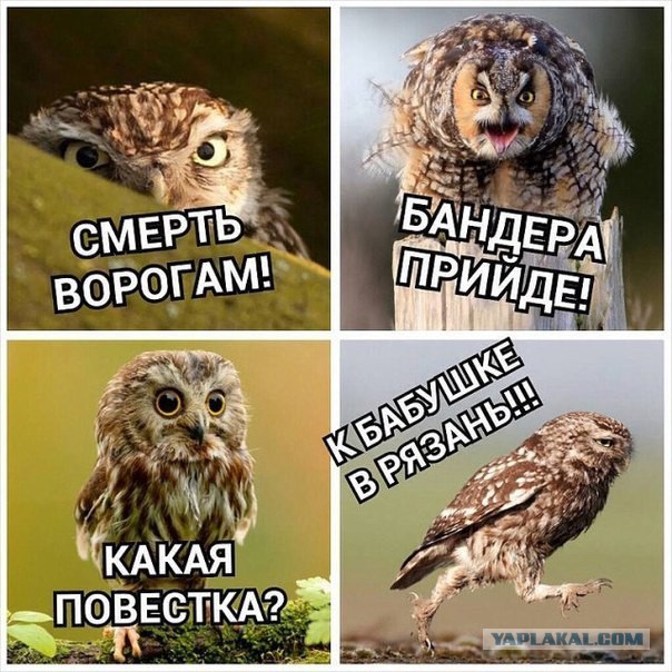 Как "откосить" от мобилизации в укропии