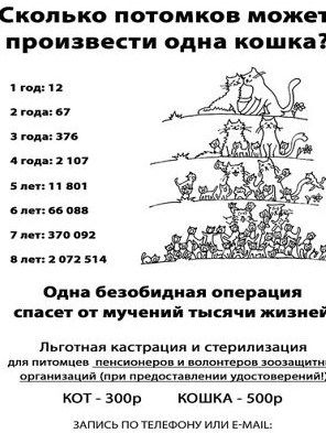 Кастрация кошек и котов