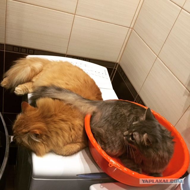 Котовторник 15-09-2015 !