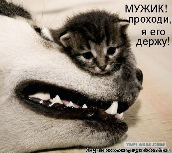 Прикольные коты