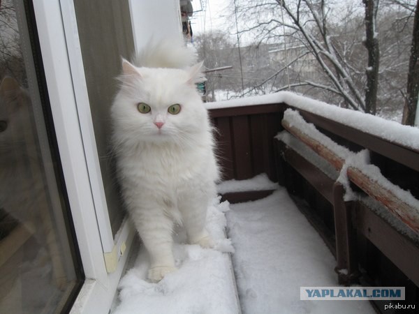 Котовторник 17.11.2015