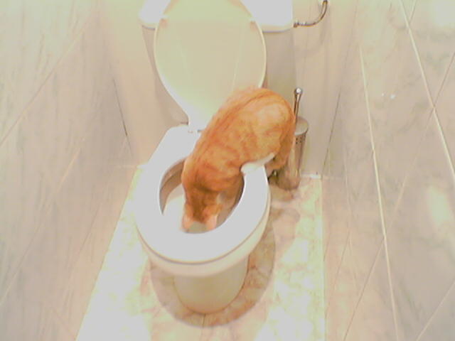 Коты, кошки, котята
