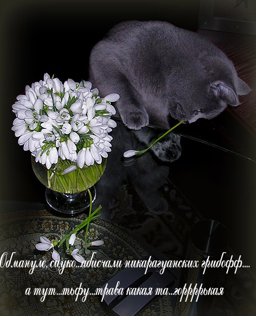 Коты, кошки, котята