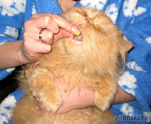 Коты, кошки, котята