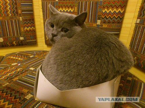 Котовторник 12.04