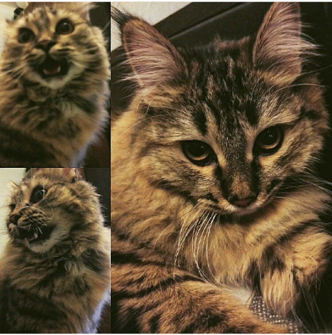 Кото-вторник 24 Мая 2016го :)