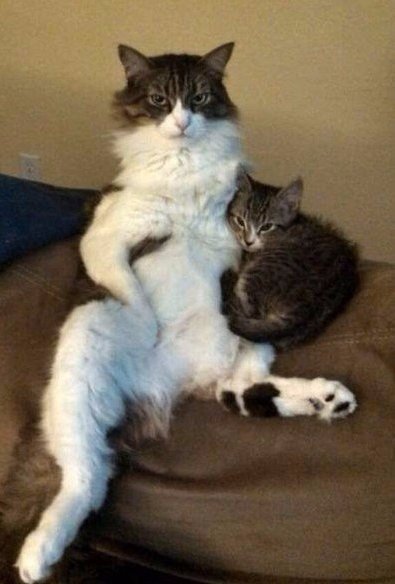 Прикольные животные