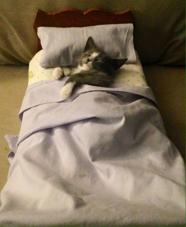 Коты из сети