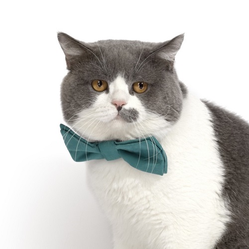Коты из сети