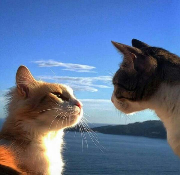 Коты из сети