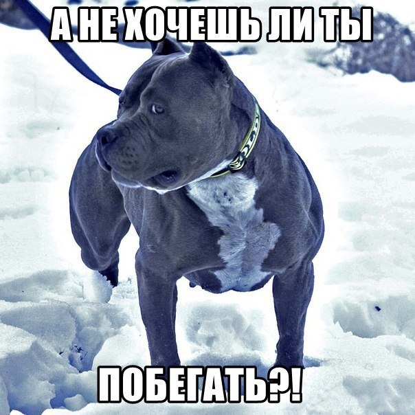 Подборка забавных животных