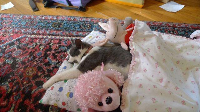 Коты и Кошки