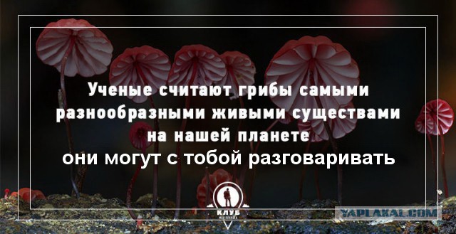 Начался грибной сезон! Небольшая памятка любителям “тихой охоты”