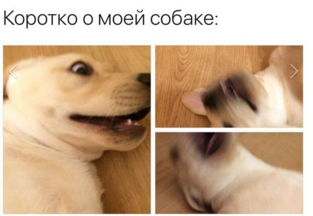 Подборка забавных животных
