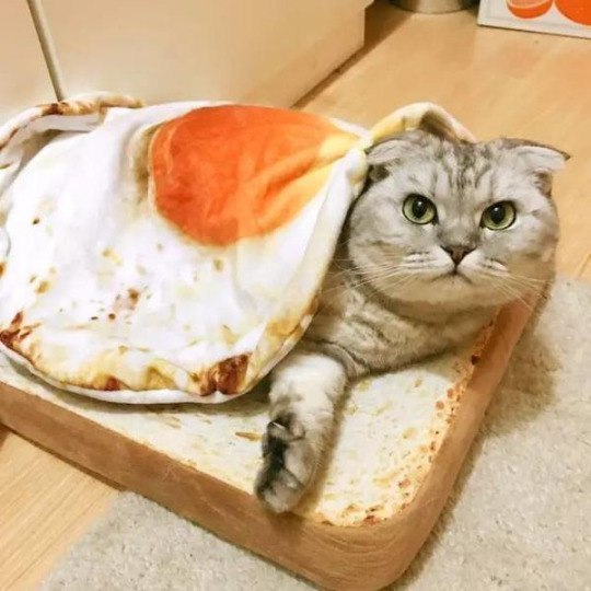 Коты и Кошки