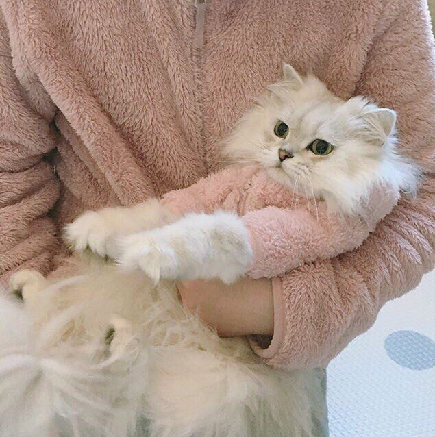 Прикольных котов пост