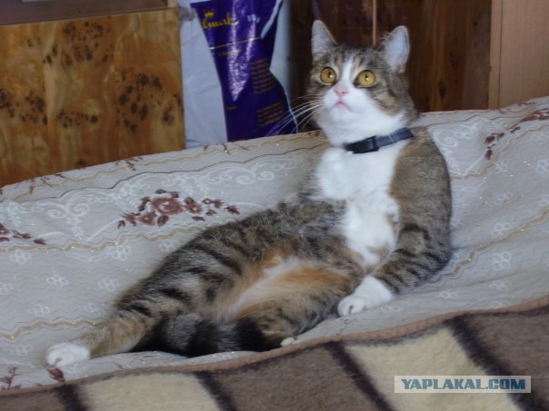 Котовторник  на  ЯПлакалъ