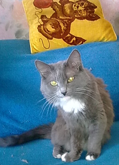 Котовторник, для любителей кошек
