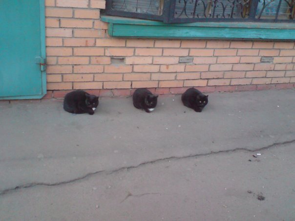 Десантный котовторник