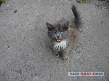 Котовторник: Кошки и ягнёнок