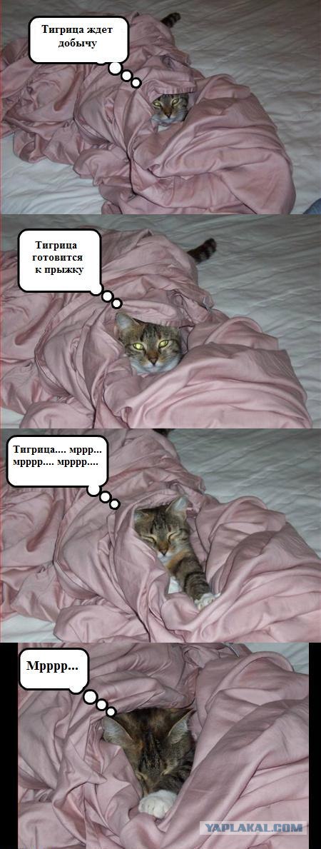 Профессиональный котовторник