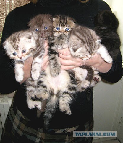 Котовторник 22.11.11
