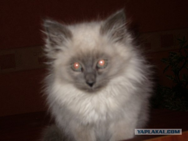 Котовторник (24. 01. 2012 )