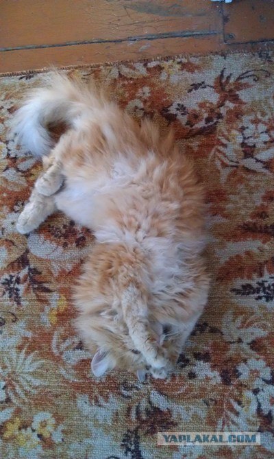 Котовторник (14.02.2012)