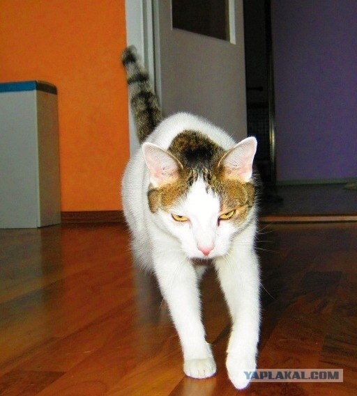 КОТОВТОРНИК (6.03.2012)