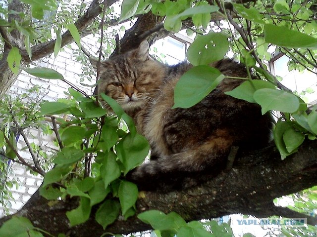 Котовторник   5.06.2012