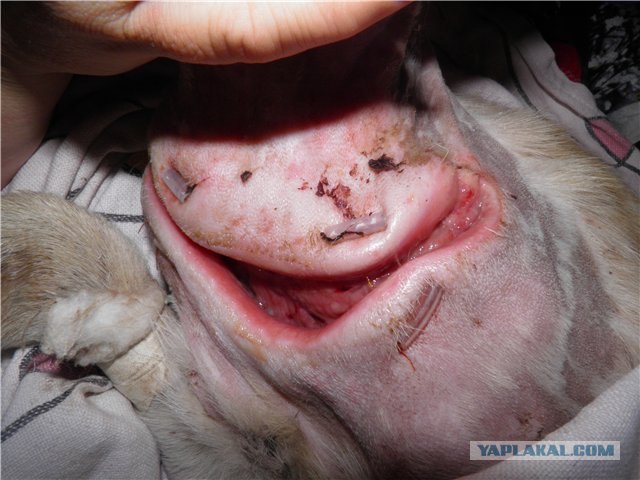 С бездомного пса сняли удушающую жестяную банку