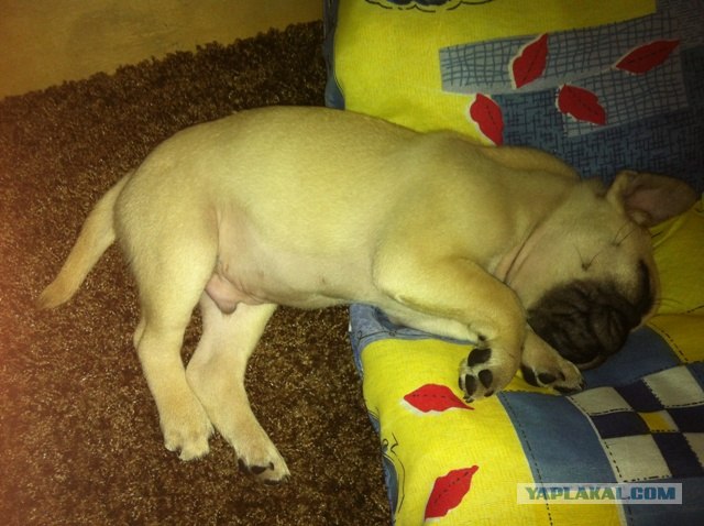 Собакочетверг 10.01.2013