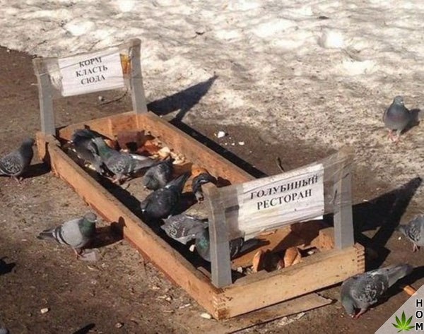 Живность из сети