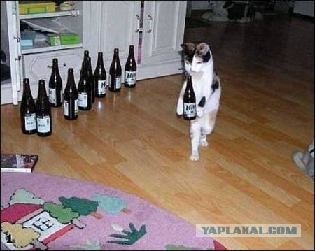 Кошачий курьер, несущий пакет с шашлыком, был замечен в Тайланде