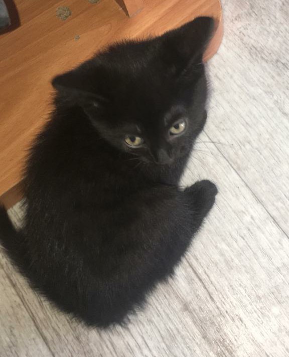 Black cats matter