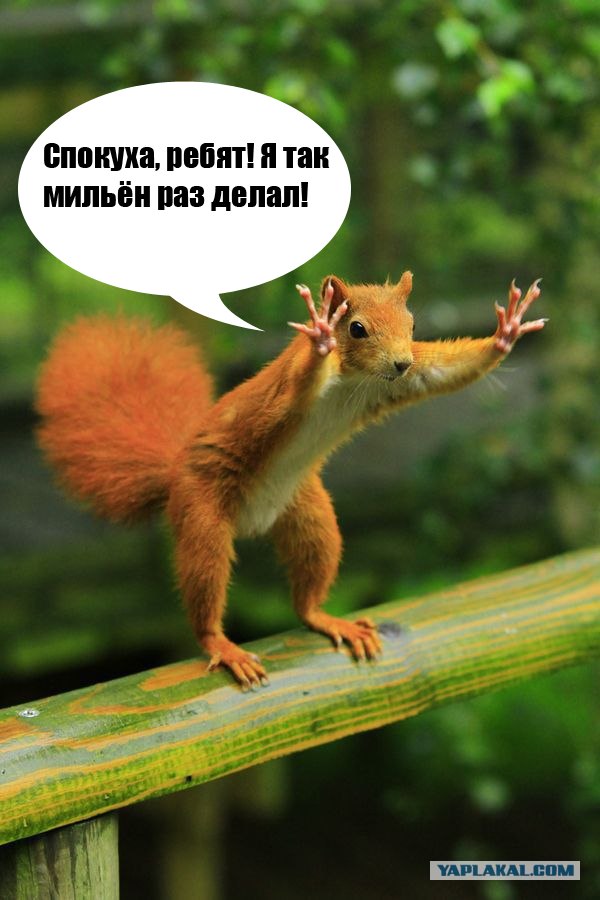Фотожаба: Белка как бы говорит нам...