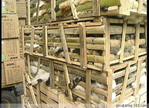 Почему в Якутске годами не могут решить проблему с бездомными собаками?