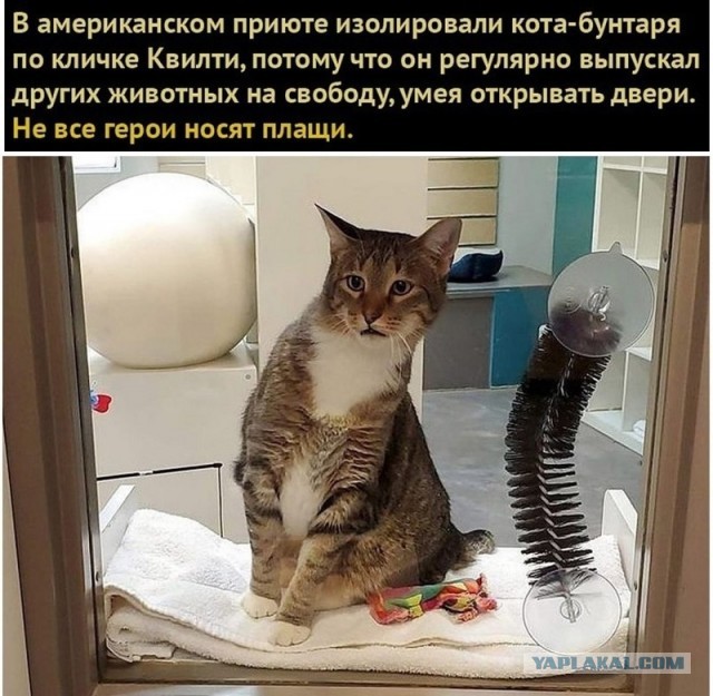 Картинки с надписями и всякие жизненные фразы 6.07.21
