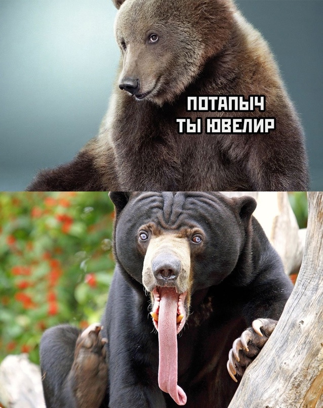 Весёлый полтишок 02.11.22