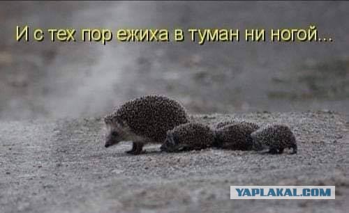 Юмор категории Б(аяны)