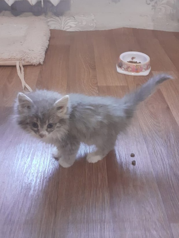 Сегодня всемирный день кошек!