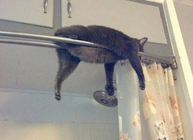Жизнь домашнего приюта "Котоленд" 417