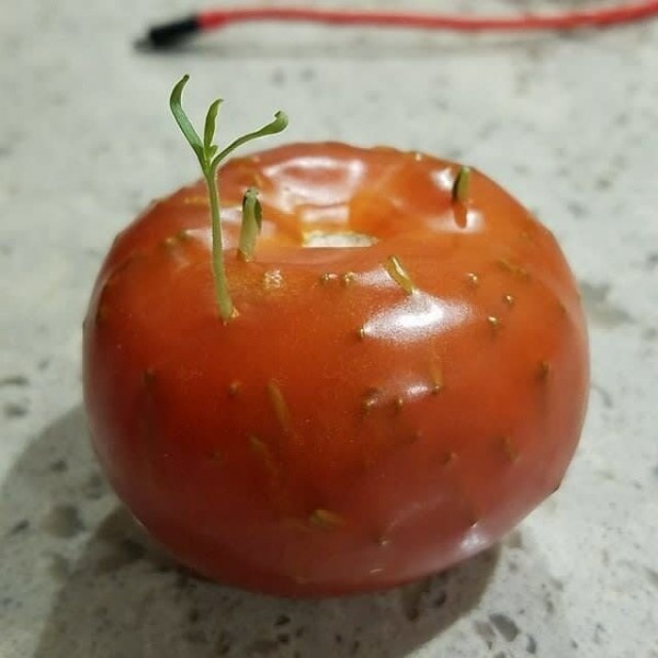 Живородящие растения