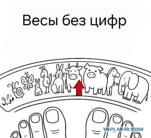 Пятничные бояны