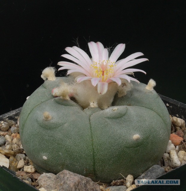 Цветочный бог ацтеков