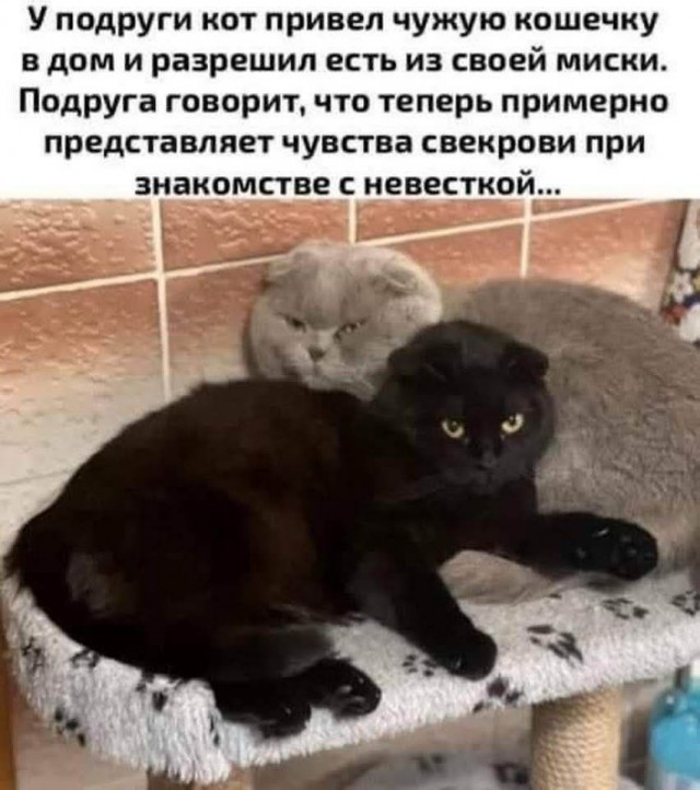 К котовторнику: подборка картинок-баянов с котиками и про котиков. Выпуск 17