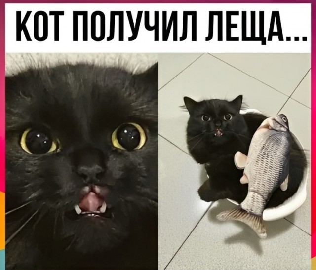 Подборка картинок-баянов с котиками и про котиков. Выпуск 34.