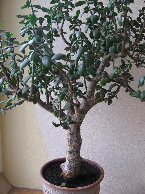 Могучие, многолетние деревья.