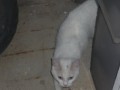 Котовторник 05.08.2014